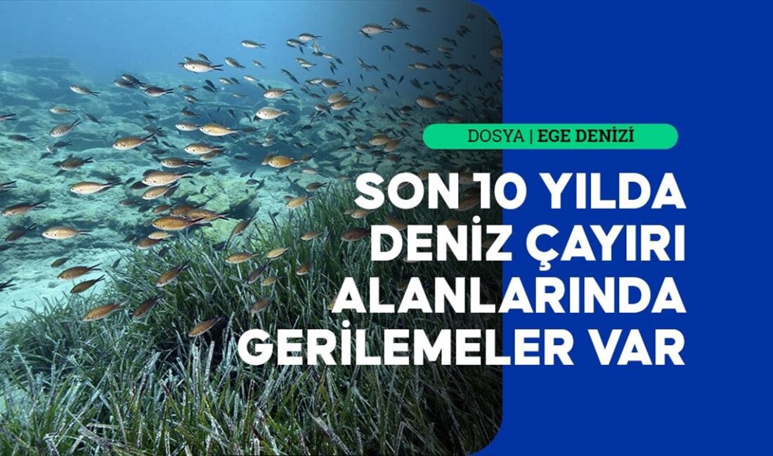 Prof. Dr. Ergün Taşkın, Ege Denizi'ndeki deniz çayırlarının son 10