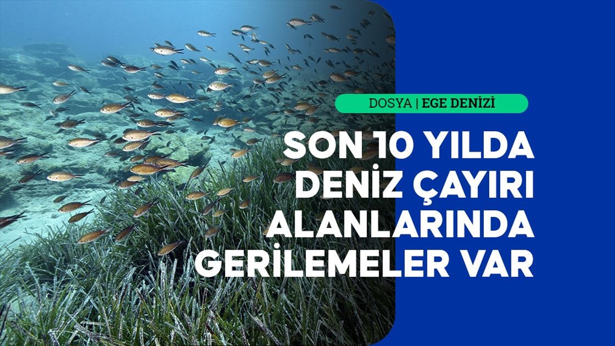 Prof. Dr. Ergün Taşkın, Ege Denizi'ndeki deniz çayırlarının son 10