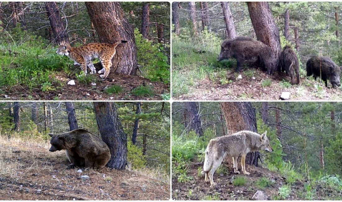 Kars'ın Sarıkamış ilçesindeki ormanlarda yaşayan yaban hayvanları, doğal ortamlarında fotokapanlarla
