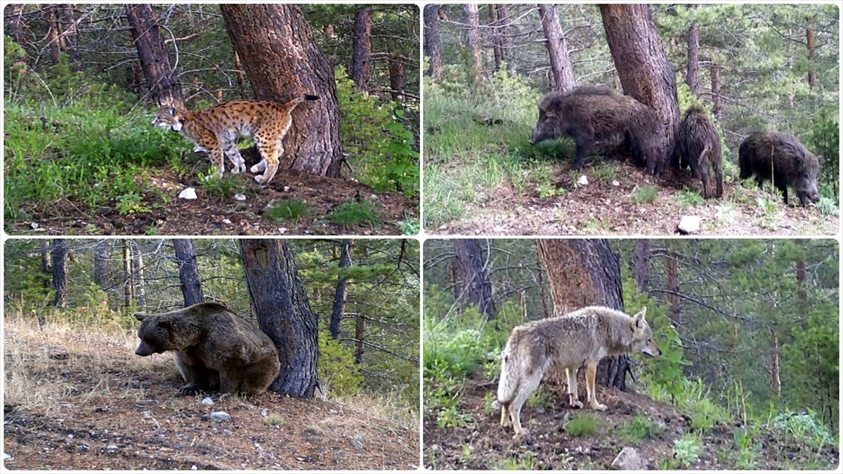 Kars'ın Sarıkamış ilçesindeki ormanlarda yaşayan yaban hayvanları, doğal ortamlarında fotokapanlarla