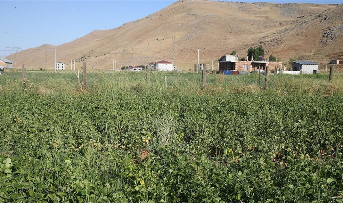 Tarım ve Orman Bakanlığı Bitkisel Üretim Genel Müdürlüğünün yürüttüğü Tarım