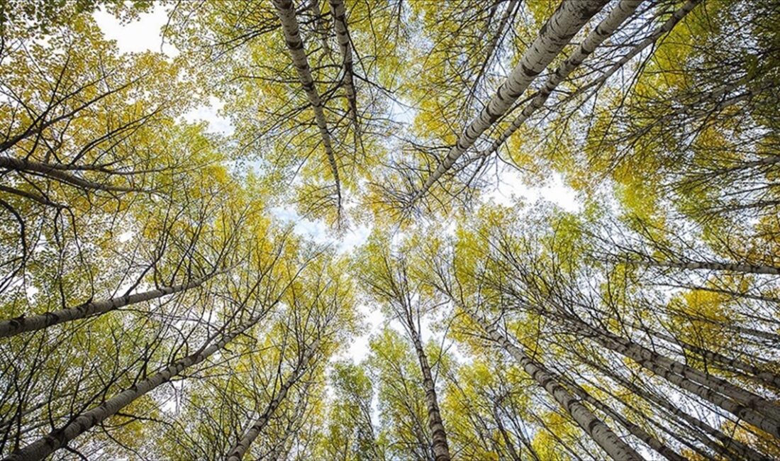 İstanbul Üniversitesi Cerrahpaşa Orman Fakültesi Öğretim Üyesi Prof. Dr. Ender