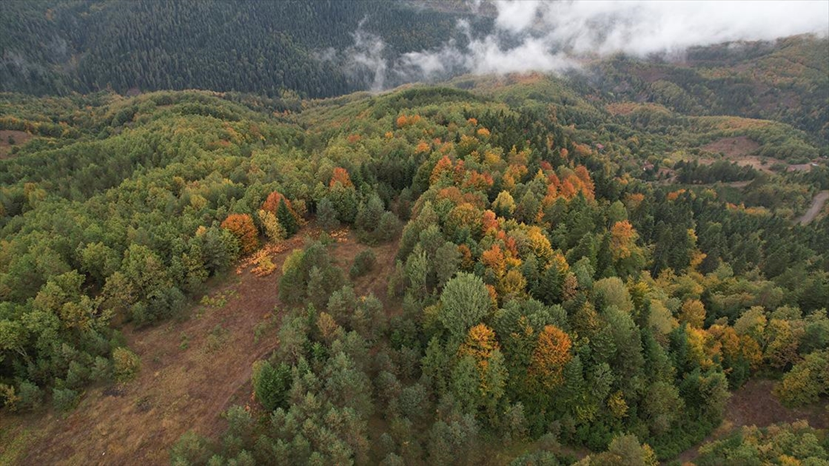 Kastamonu'nun geniş orman alanları, sonbaharla birlikte renk değiştirmeye başladı.