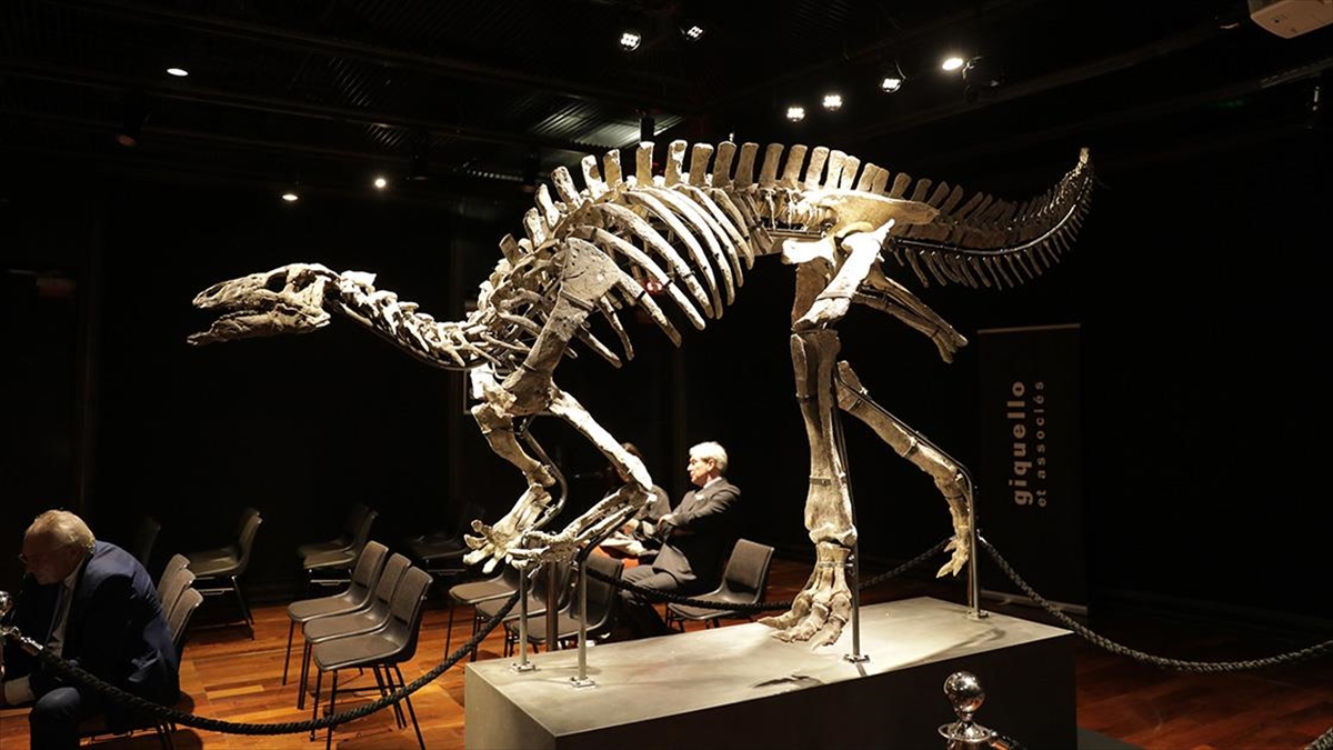 Fransa'nın başkenti Paris'te 150 milyon yıllık dinozor iskeleti açık artırmayla