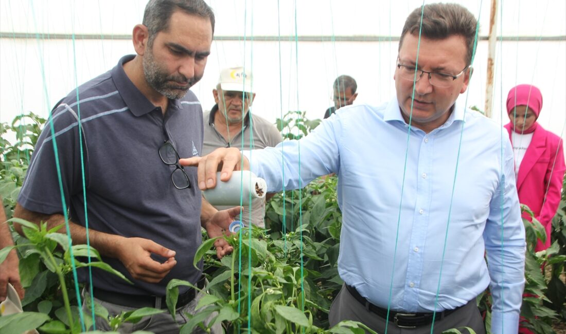 ANTALYA (AA) – Antalya'nın Serik ilçesinde tarımda zirai ilaç kalıntısıyla