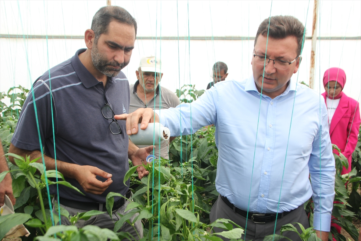 ANTALYA (AA) – Antalya'nın Serik ilçesinde tarımda zirai ilaç kalıntısıyla