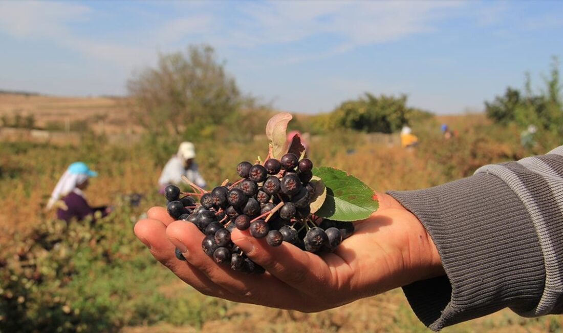 Tekirdağ'da 450 dekarda üretimi yapılan, besin değeri yüksek olduğu ve
