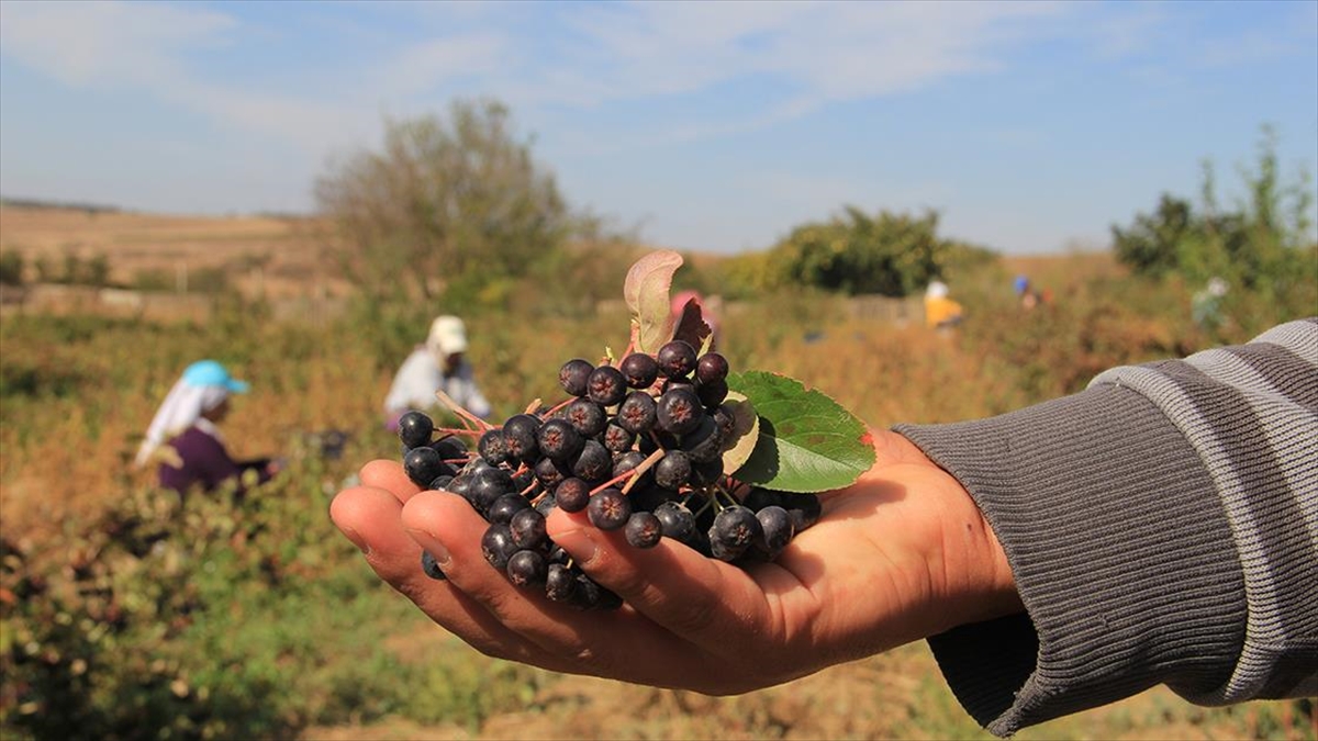 Tekirdağ'da 450 dekarda üretimi yapılan, besin değeri yüksek olduğu ve