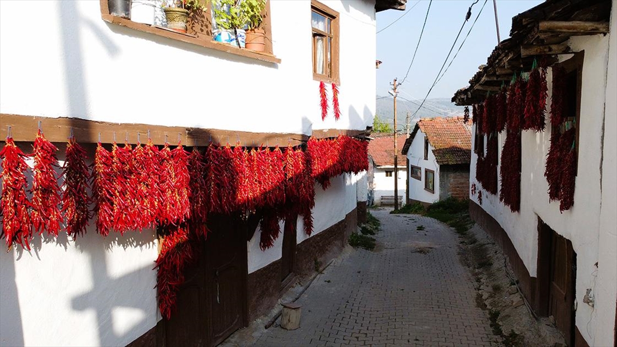 Bilecik merkeze bağlı Çukurören köyünde yetiştirilen ve 3 yıl önce