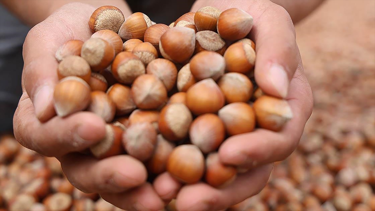 GIRESUN (AA) – Ticaret borsalarında Ağustos 2023 döneminde 19 bin
