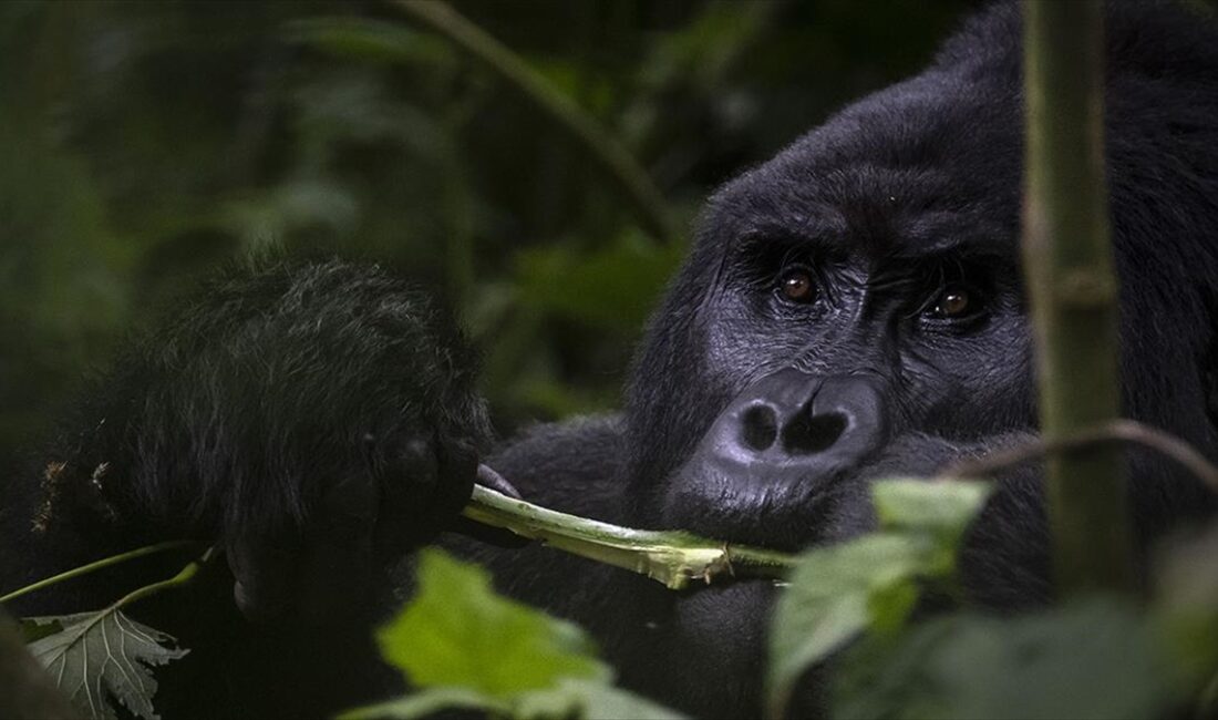 Uganda'daki yağmur ormanlarının yer aldığı Bwindi Geçilmez Milli Parkı'nda koruma