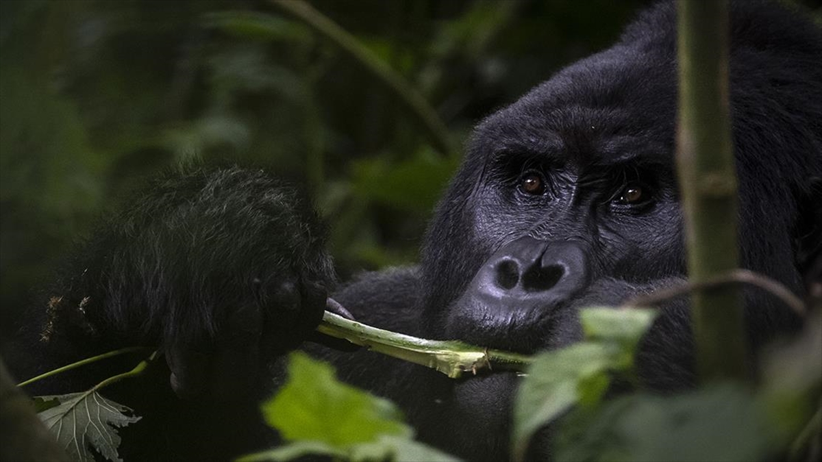 Uganda'daki yağmur ormanlarının yer aldığı Bwindi Geçilmez Milli Parkı'nda koruma
