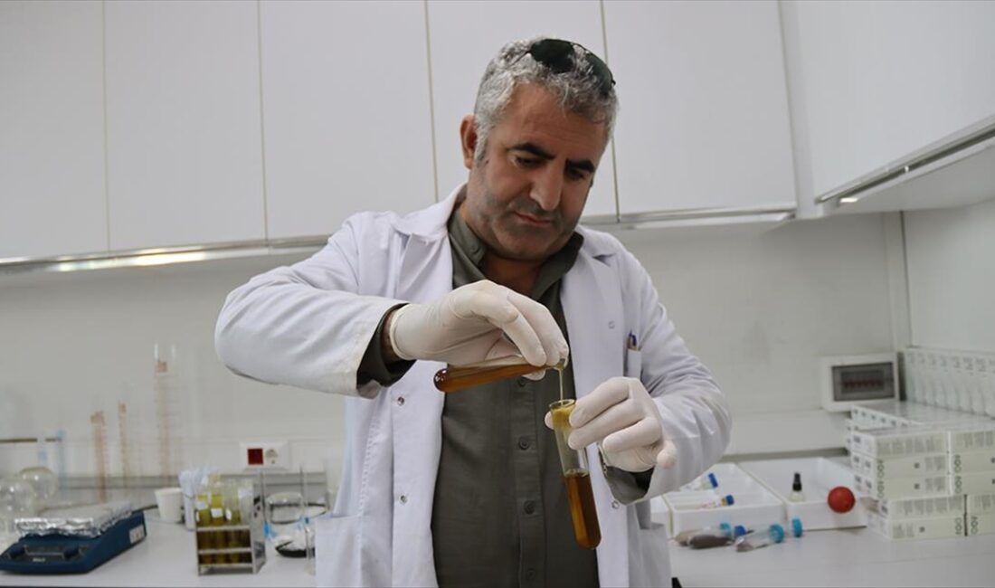 Ağrı Dağı eteklerinde yetişen bitkilerin temizlik ürünlerine dönüştürüldüğü Iğdır Üniversitesinde,