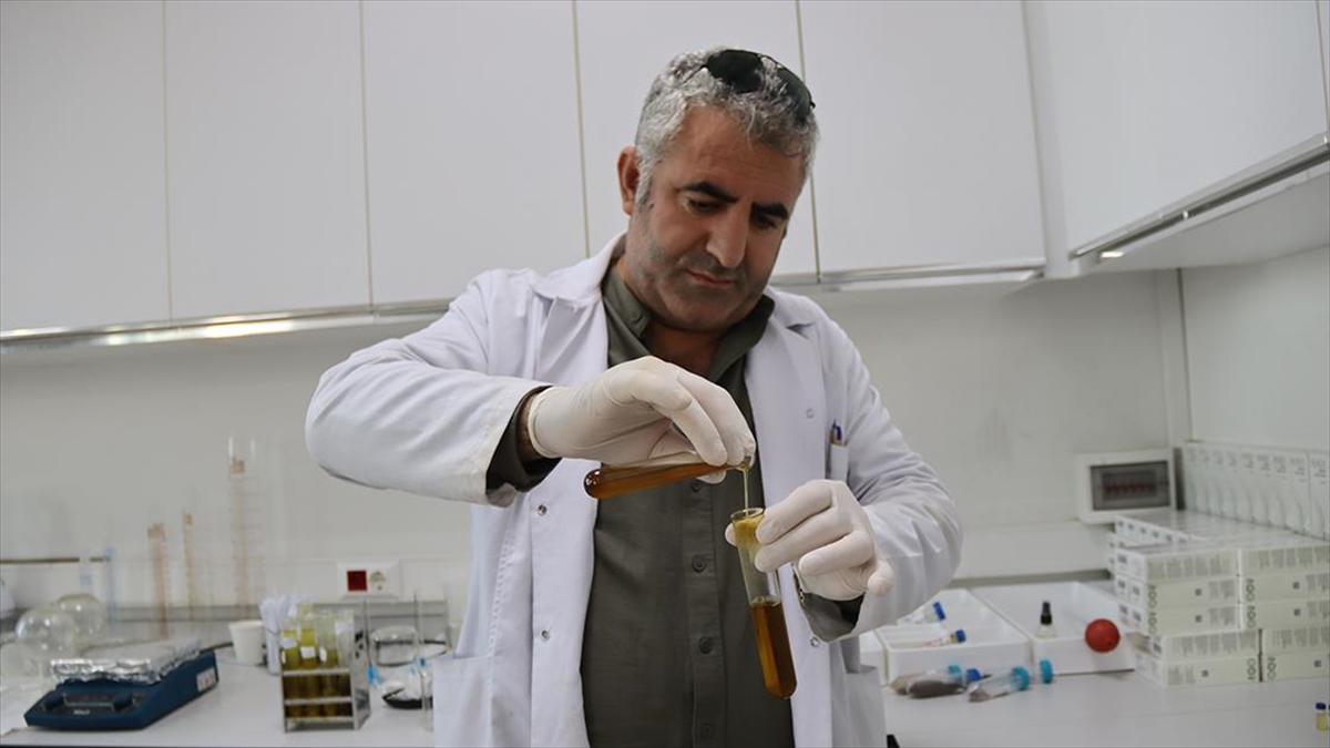 Ağrı Dağı eteklerinde yetişen bitkilerin temizlik ürünlerine dönüştürüldüğü Iğdır Üniversitesinde,