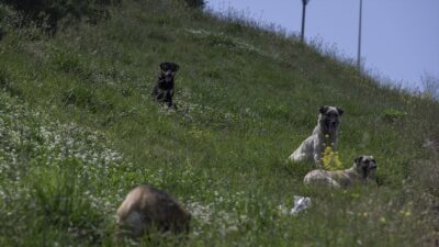 TBMM Dilekçe Komisyonuna vatandaşlar tarafından son 5 ayda yapılan başvurular