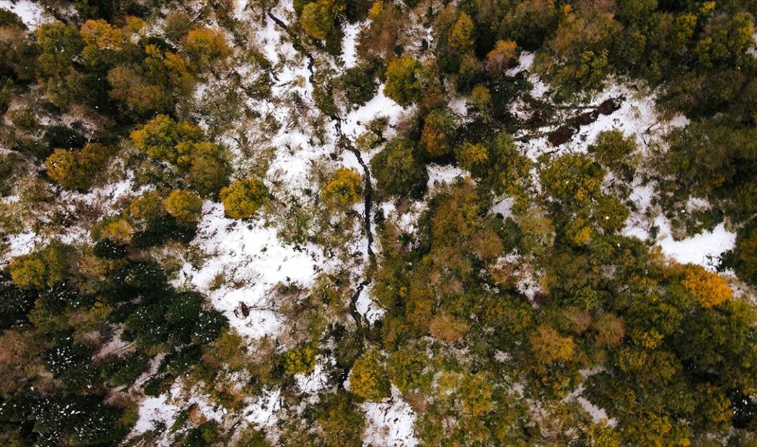 Sakarya'nın Kocaali ve Hendek ilçeleri arasında bulunan 900 rakımlı Çam