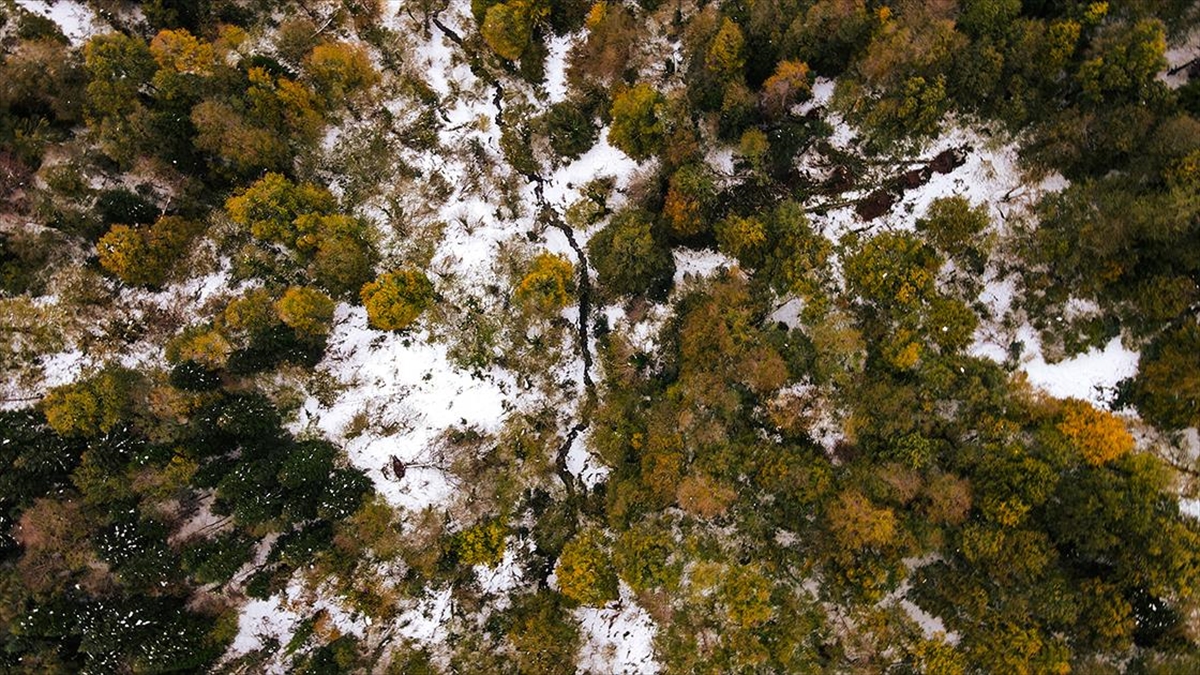 Sakarya'nın Kocaali ve Hendek ilçeleri arasında bulunan 900 rakımlı Çam