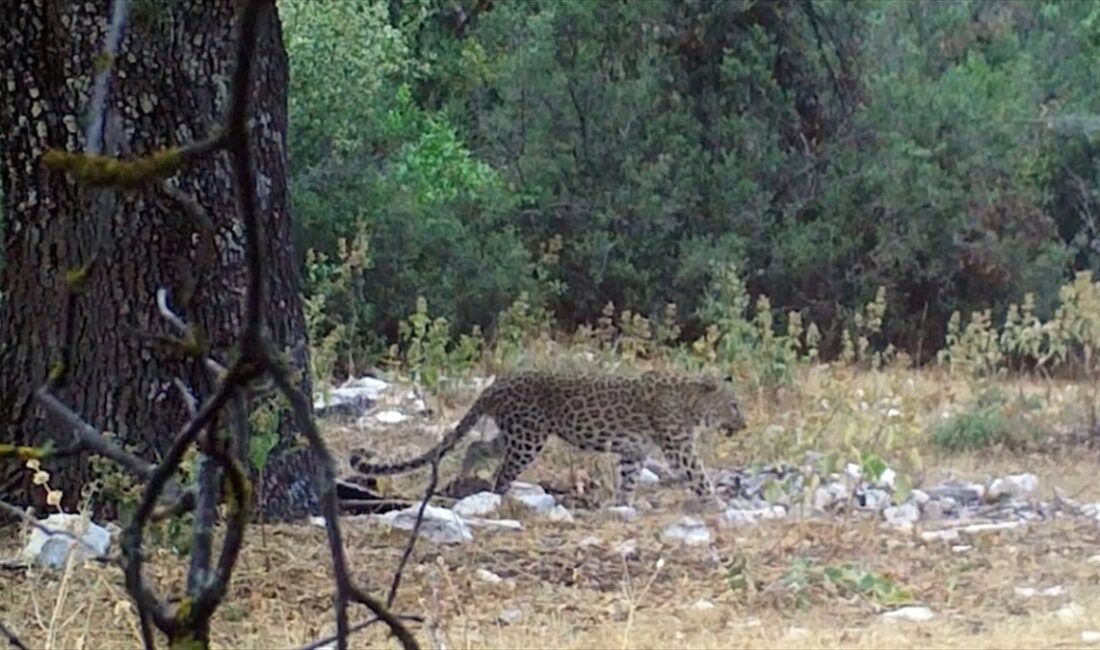Anadolu parsından aylar sonra ilk poz Tarım ve Orman Bakanı Yumaklı, Anadolu parsının aylar sonra yeniden