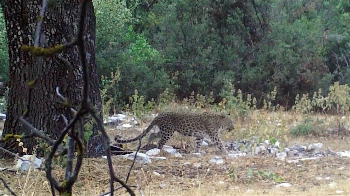 Tarım ve Orman Bakanı Yumaklı, Anadolu parsının aylar sonra yeniden