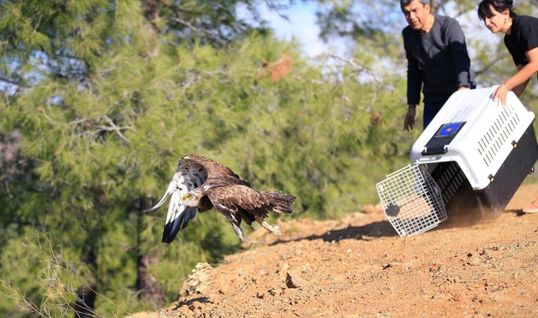 Antalya'da yaralı halde bulunan, nesli tükenme tehlikesi altındaki yılan kartalı,
