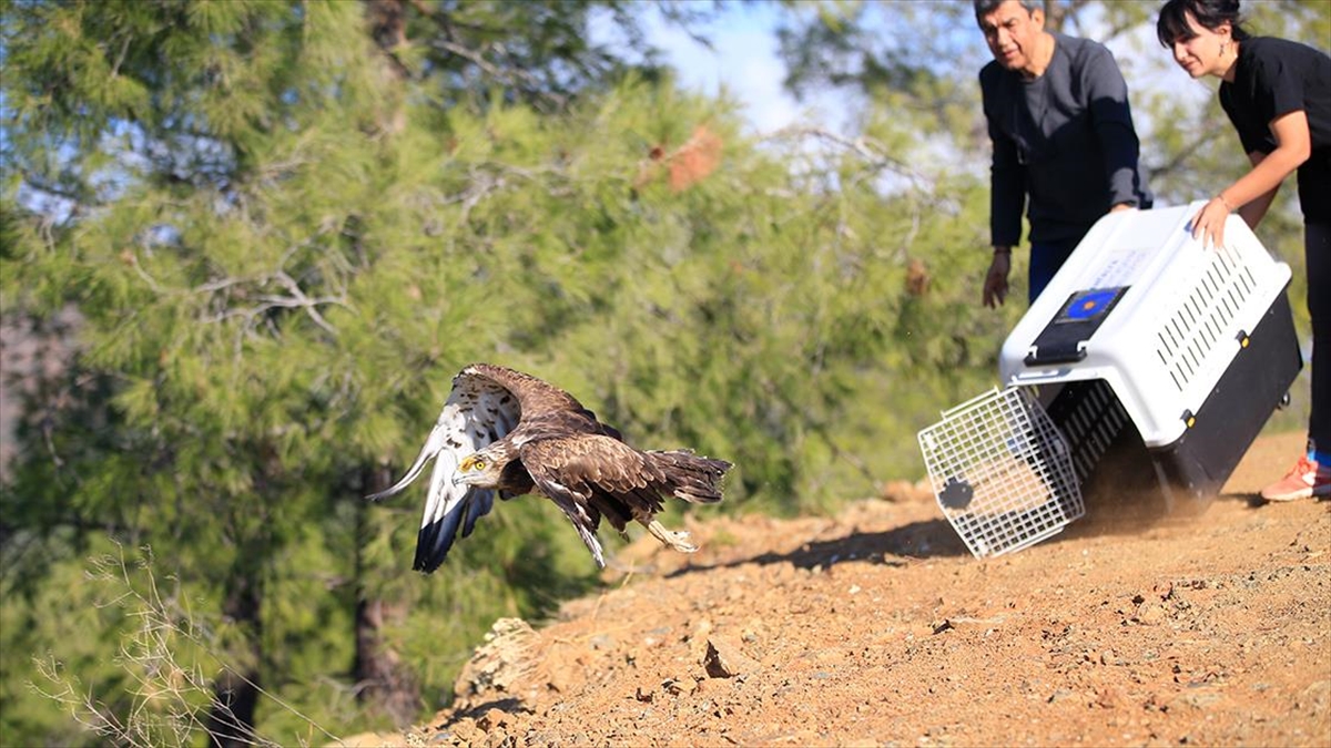 Antalya'da yaralı halde bulunan, nesli tükenme tehlikesi altındaki yılan kartalı,