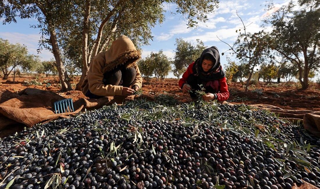 Türkiye'nin önemli zeytin üretim merkezlerinden Gaziantep'te bu yıl 60 bin