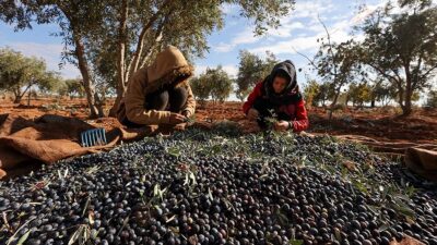 Türkiye'nin önemli zeytin üretim merkezlerinden Gaziantep'te bu yıl 60 bin