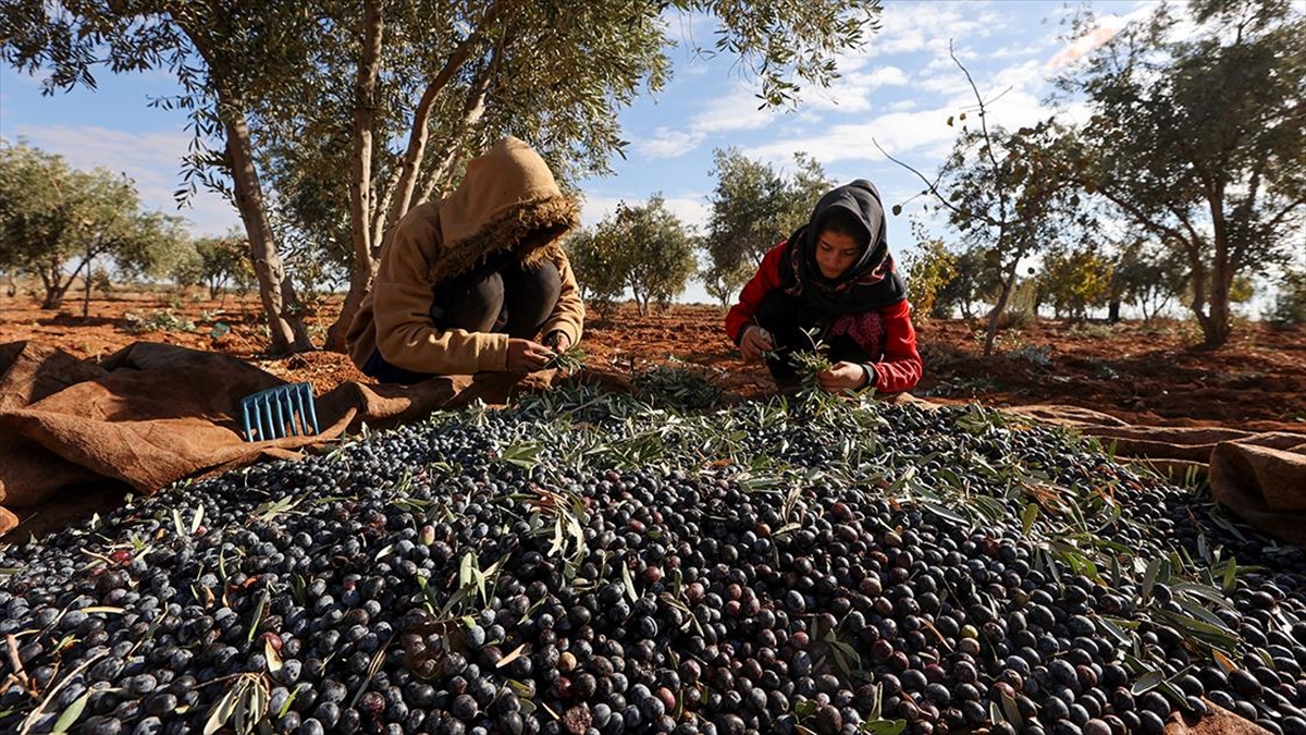 Türkiye'nin önemli zeytin üretim merkezlerinden Gaziantep'te bu yıl 60 bin