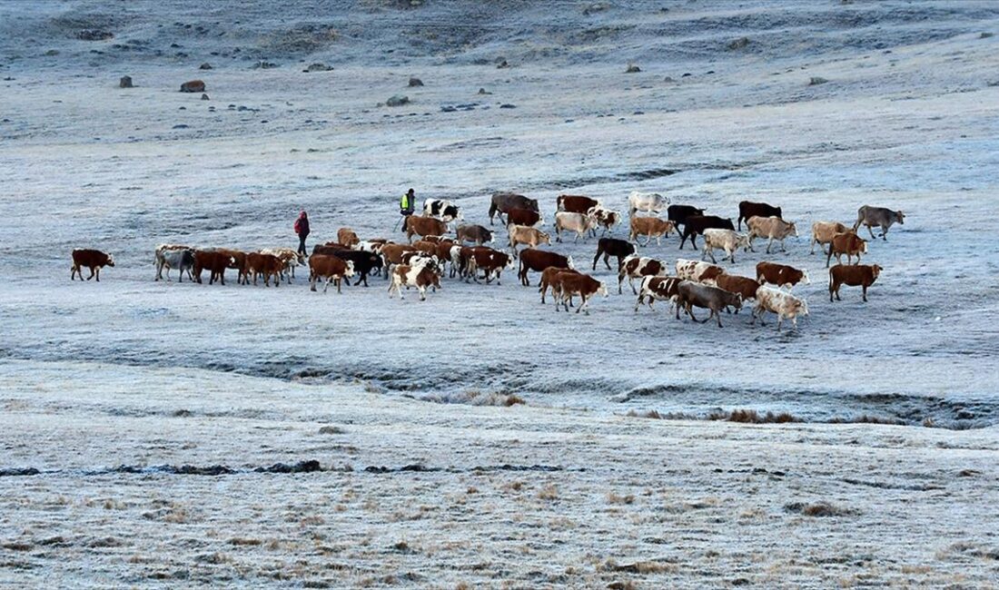 Hava sıcaklığının gece sıfırın altına düştüğü Ardahan, Erzurum ve Kars'ta