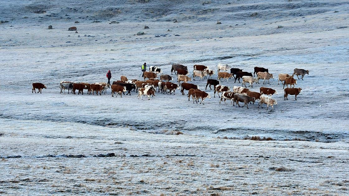 Hava sıcaklığının gece sıfırın altına düştüğü Ardahan, Erzurum ve Kars'ta
