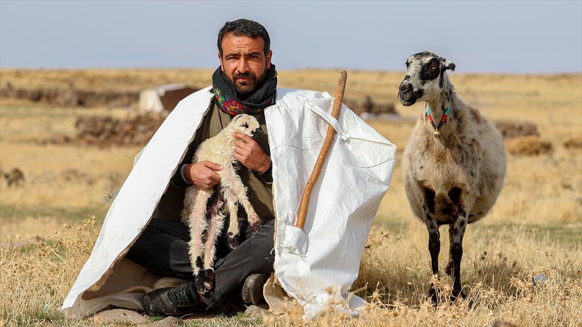 Diyarbakır, Mardin ve Şanlıurfa sınırında yer alan Karacadağ bölgesinde hayvanlarını