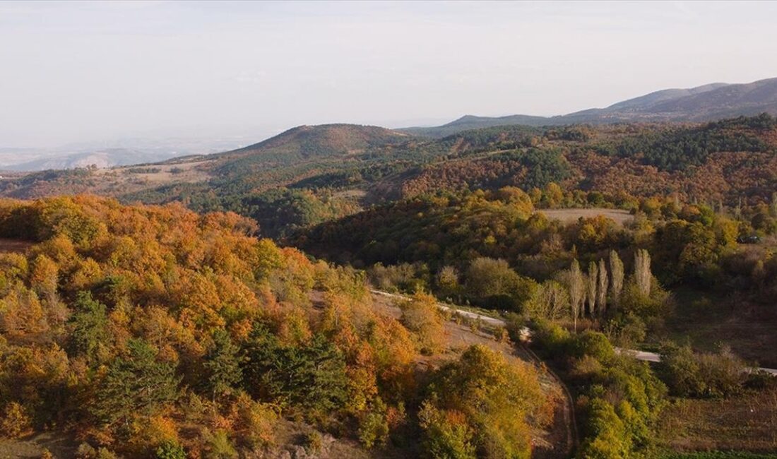 BİLECİK (AA) – 299 bin 394 hektarla yüzde 58’i ormanlık