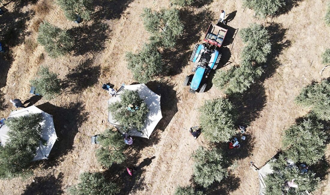 Kuru tarımda dane zeytine dekar başına 575 kilogram, zeytinyağına 115