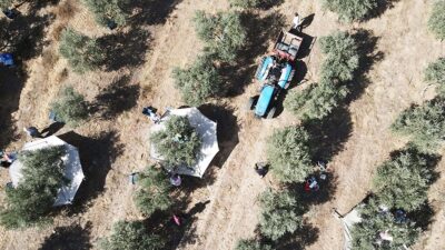 Kuru tarımda dane zeytine dekar başına 575 kilogram, zeytinyağına 115