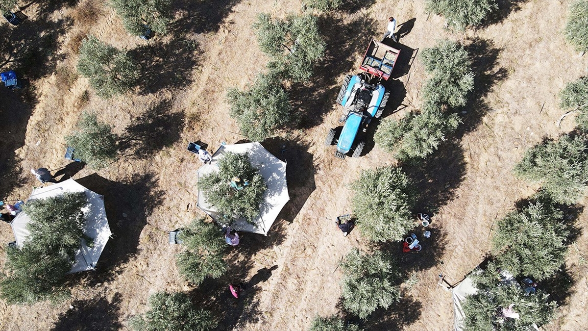 Kuru tarımda dane zeytine dekar başına 575 kilogram, zeytinyağına 115