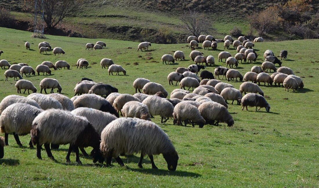 Tarım ve Orman Bakanlığı, hayvancılıkta sürdürülebilirliği sağlamak ve verimliliği artırmak