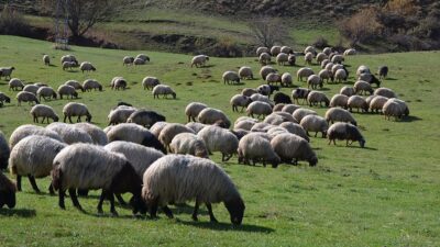 Tarım ve Orman Bakanlığı, hayvancılıkta sürdürülebilirliği sağlamak ve verimliliği artırmak