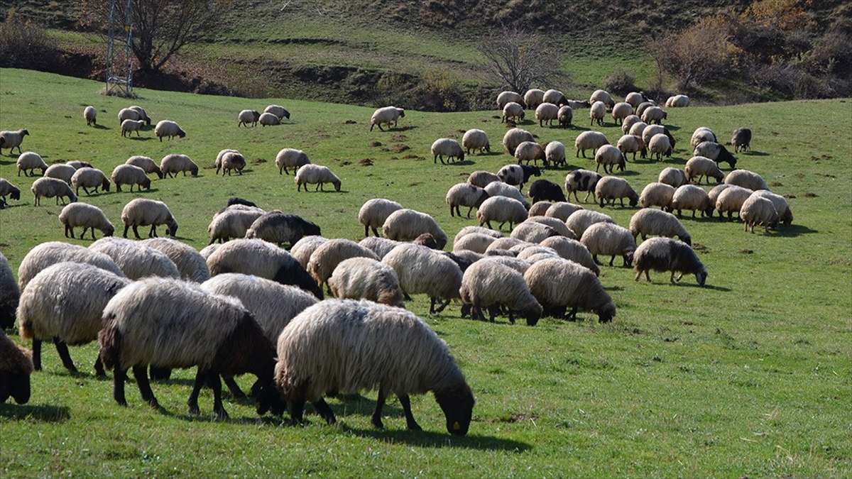 Tarım ve Orman Bakanlığı, hayvancılıkta sürdürülebilirliği sağlamak ve verimliliği artırmak