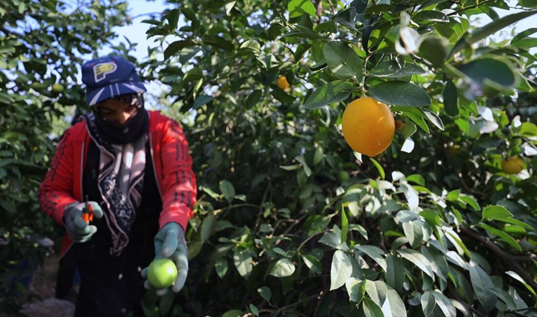 Türkiye'nin limon üretiminin yüzde 90'ının gerçekleştiği Mersin ve Adana'daki üreticiler,