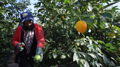 Türkiye'nin limon üretiminin yüzde 90'ının gerçekleştiği Mersin ve Adana'daki üreticiler,