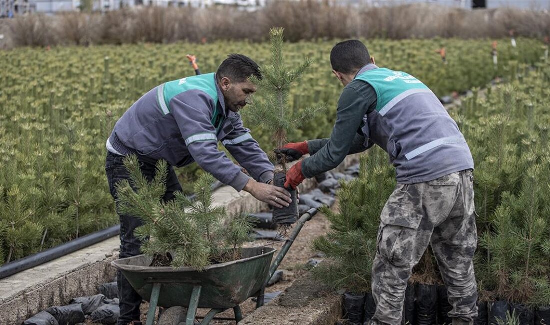 Erzurum Orman Bölge Müdürlüğü, yıl boyunca ürettiği 4 milyon fidandan