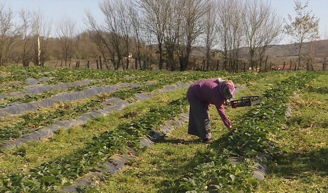 Doğu Karadeniz Projesi (DOKAP) Bölge Kalkınma İdaresi Başkanlığı, gelecek yıl