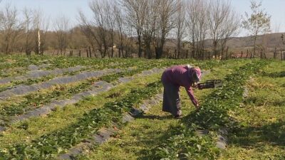 Doğu Karadeniz Projesi (DOKAP) Bölge Kalkınma İdaresi Başkanlığı, gelecek yıl