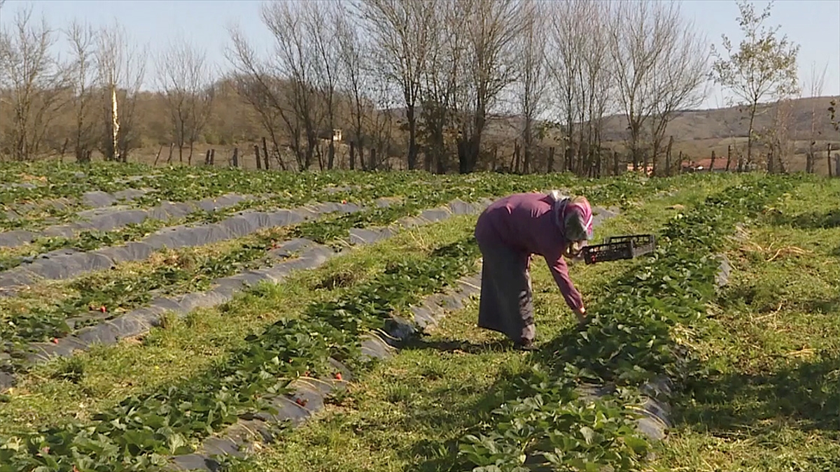 Doğu Karadeniz Projesi (DOKAP) Bölge Kalkınma İdaresi Başkanlığı, gelecek yıl