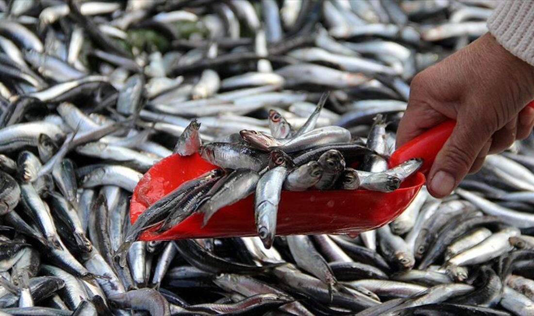 Ekonomik balık türleri ısınma nedeniyle Marmara'da daha kısa kalıyor İSTANBUL (AA) – İstanbul Üniversitesi Su Bilimleri Fakültesi, İstanbul Üniversitesi