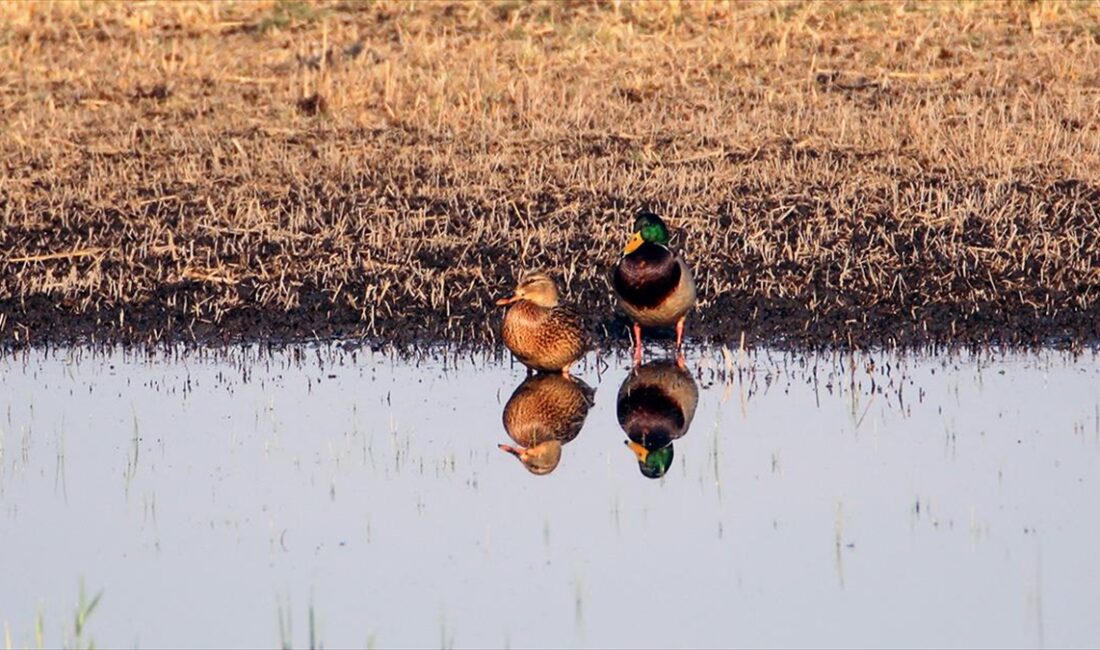Erhacı Sulak Alanı göç döneminde 46 kuş türünün mola noktası oldu Türkiye'nin önemli kuş göç rotalarından olan Iğdır'daki Erhacı Sulak Alanı,