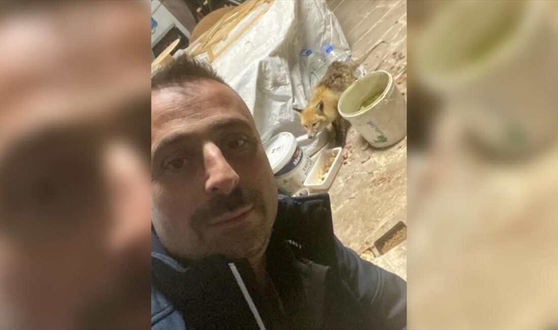 Erzurum'da, kar ve soğuk hava nedeniyle aç kalınca köye inen