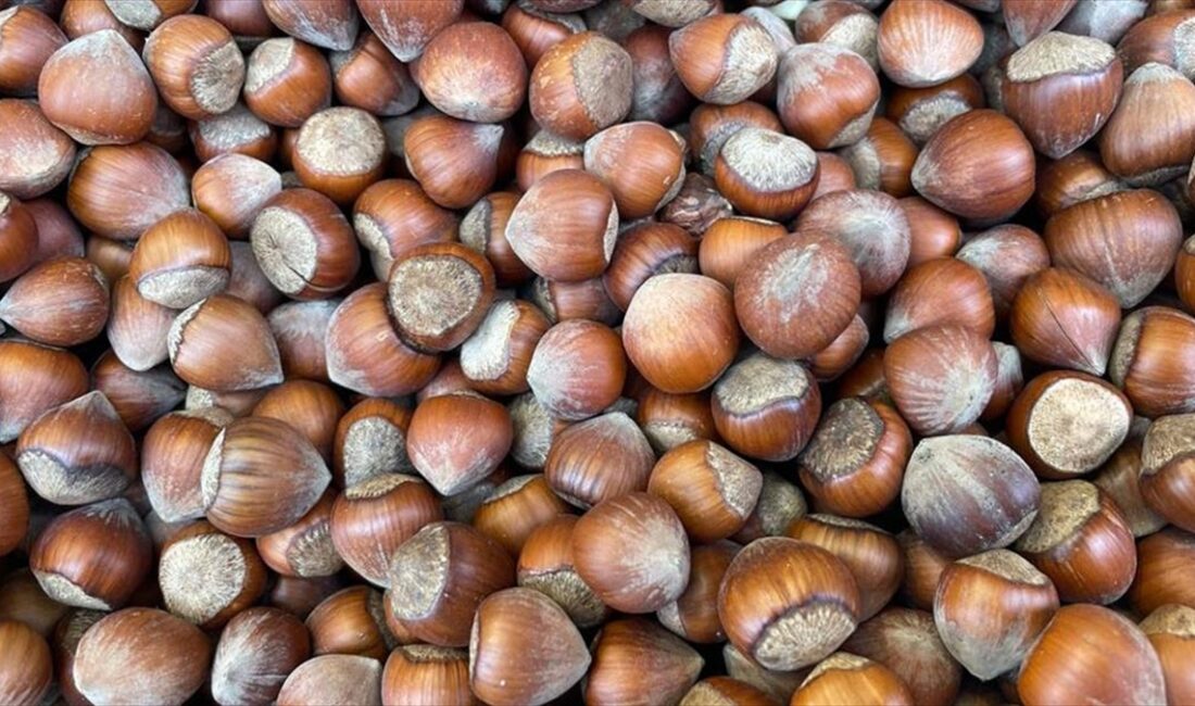 Giresun'da, fındık hasadı ve depolama sürecinde ortaya çıkan sorunlar araştırılacak,