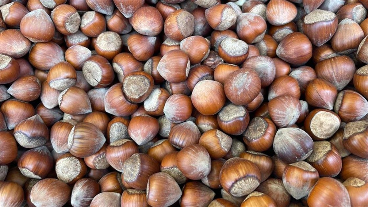 Giresun'da, fındık hasadı ve depolama sürecinde ortaya çıkan sorunlar araştırılacak,