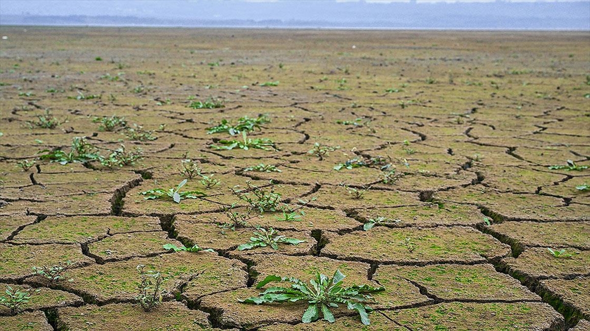 Kuraklık nedeniyle toprağın kuruyarak çatladığı Büyükçekmece Gölü'nde su seviyesi yüzde